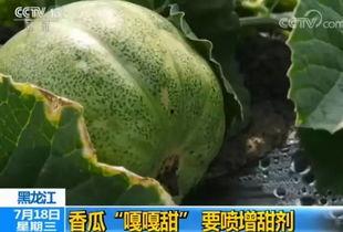 吃瓜喷什么结果多,喷什么结果多