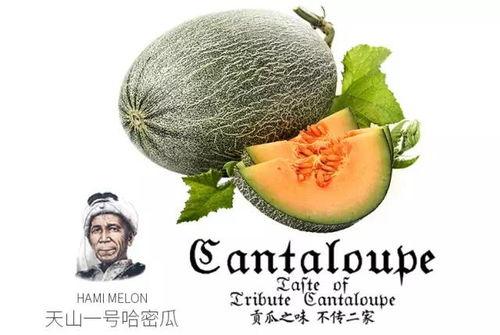 来姨妈吃蜜瓜,蜜瓜助力女性健康调理