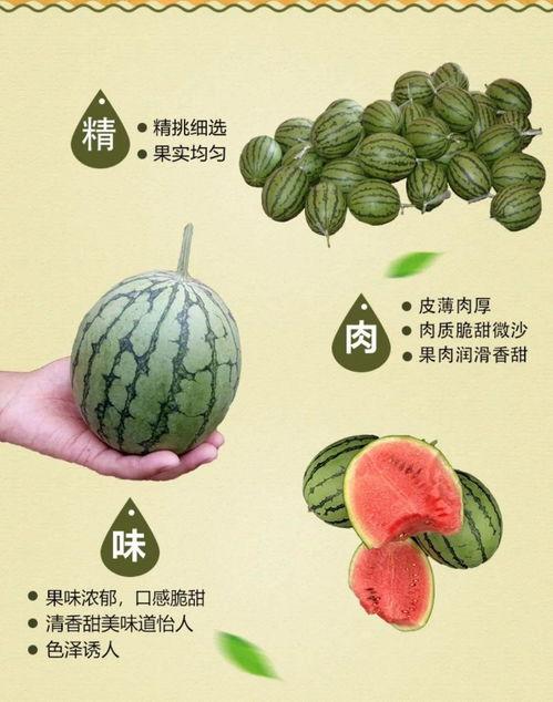 小可爱们吃瓜,小可爱们的甜蜜吃瓜时光