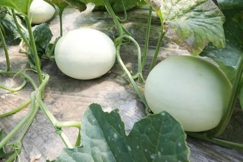 大玉玉吃瓜,揭秘娱乐圈幕后故事