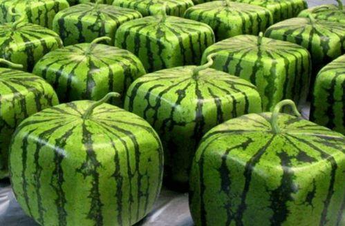 在年代吃瓜日常,那些年我们一起吃过的瓜