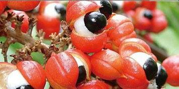 瓜拉纳片怎么吃,高效补充能量与提升健康