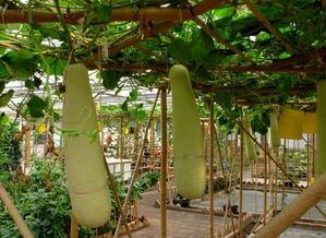 梦见在瓜园里吃瓜,瓜园里的甜蜜诱惑