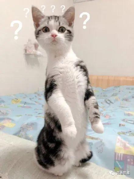 猫咪可以吃苏瓜吗怎么吃