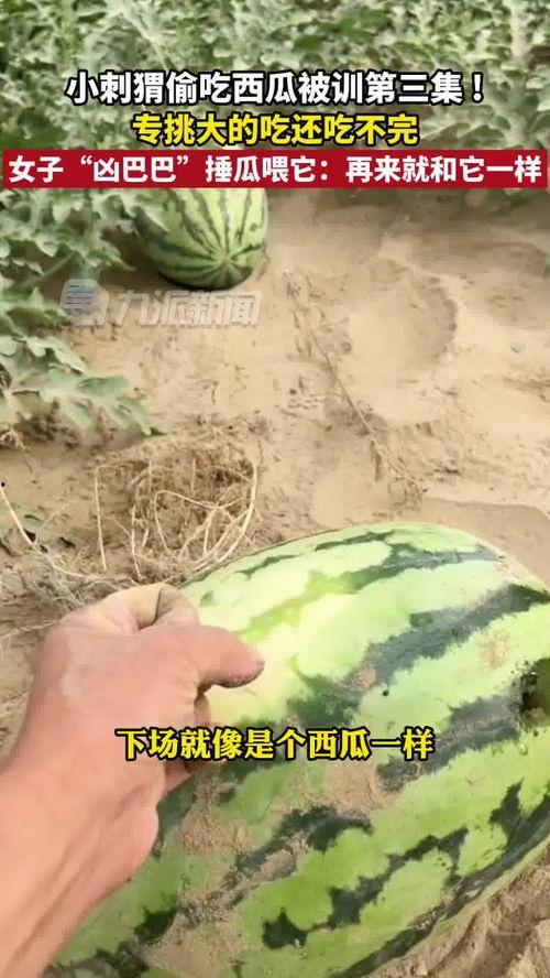 刺猬吃瓜的视频大全