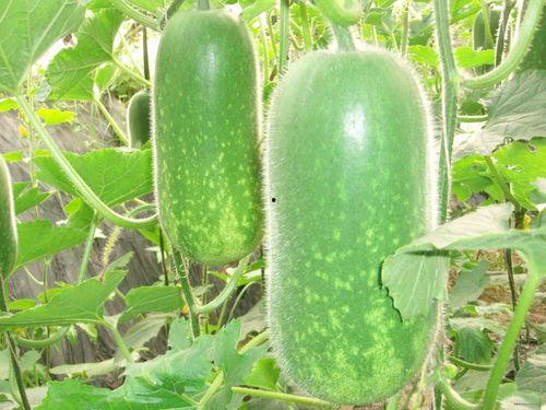 吃蒲瓜水肿,探究饮食与水肿的微妙关系