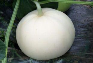 吃梨瓜降火吗,天然降火良品，清凉一夏的守护神