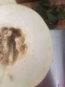 吃伊丽莎白瓜和松鼠,伊丽莎白瓜与松鼠风味的双重诱惑