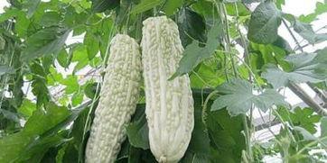 吃站瓜的害处,健康风险不容忽视