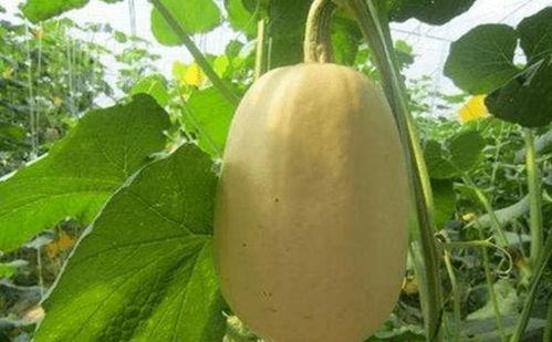 金丝狡瓜孕妇可以吃吗,安全与营养两不误