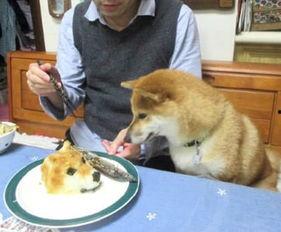 狗头君吃瓜观众,揭秘娱乐圈幕后故事