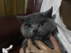 猫没吃瓜
