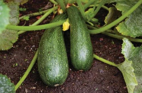 秋天吃瓜图片,丰收季节的甜蜜诱惑