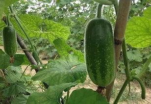 吃毛瓜有什么功效,养生保健的多重益处揭秘