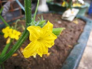 大青长瓜怎么吃,探索健康美味新选择