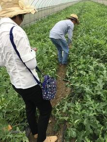 平湖市吃瓜视频,揭秘当地美食文化盛宴