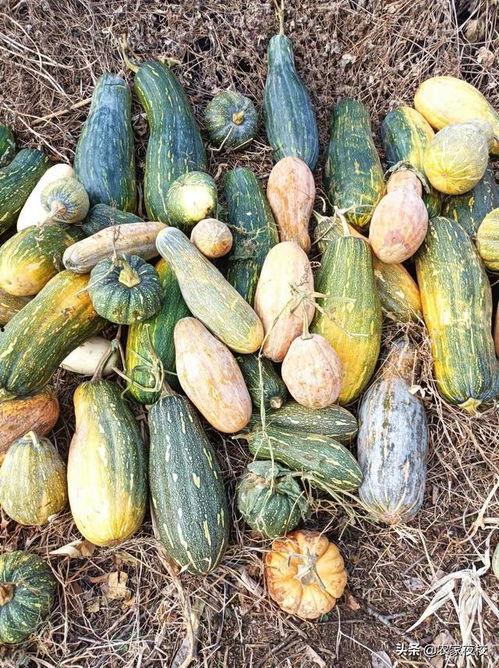 吃瓜不吃南瓜图片大全,吃瓜不吃南瓜，盘点那些搞笑的图片瞬间