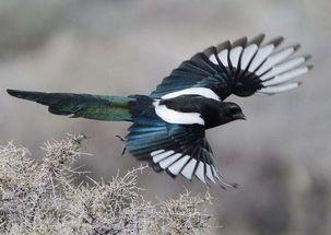 如何防喜鹊吃瓜,守护田园丰收秘诀