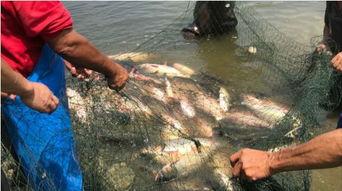 吃瓜不养鱼,不养鱼也能乐在其中