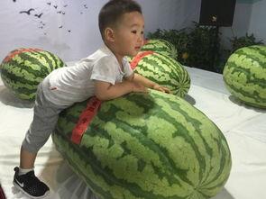 网吧吃瓜事件,揭秘网络暴力背后的真相